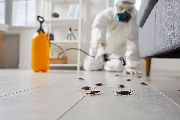 Commercial Rodent Management in Wilsonville